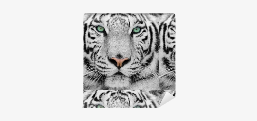 World Menagerie Acrylic Photographic Print, transparent png download