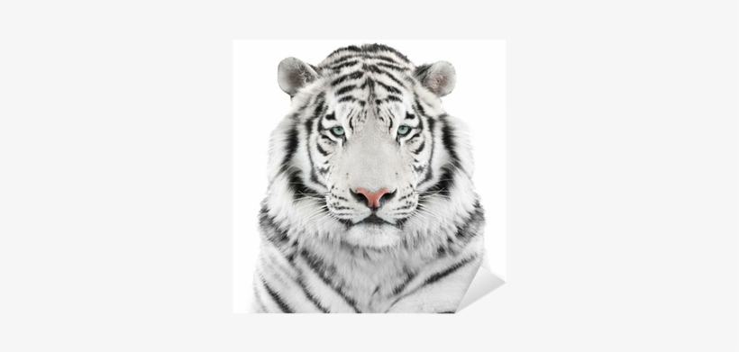White Tiger Head Throw Blanket, transparent png download