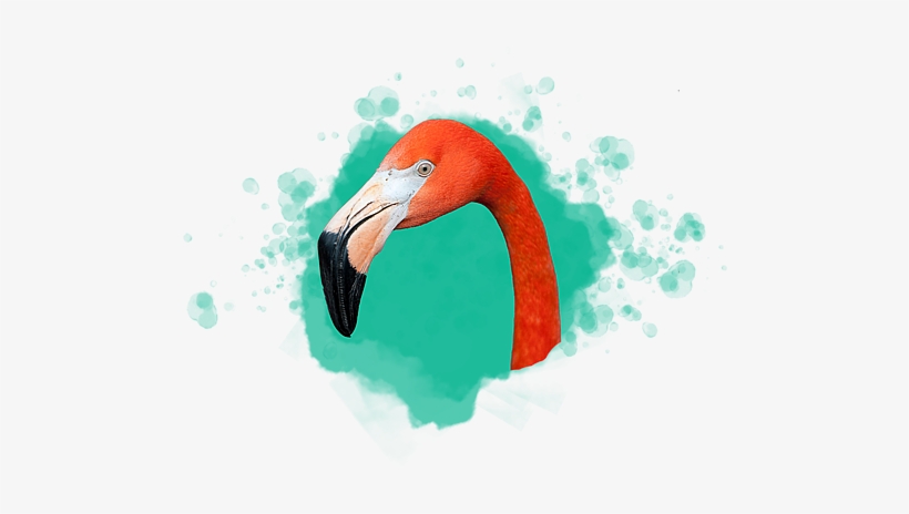 Flamingo - World Of Zoology Png, transparent png download