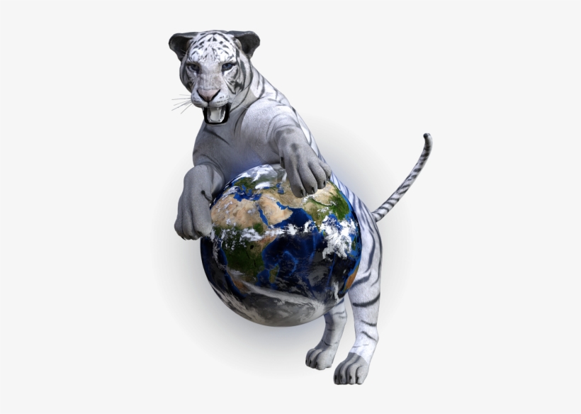 White Bengal Tiger,predator - White Tiger, transparent png download