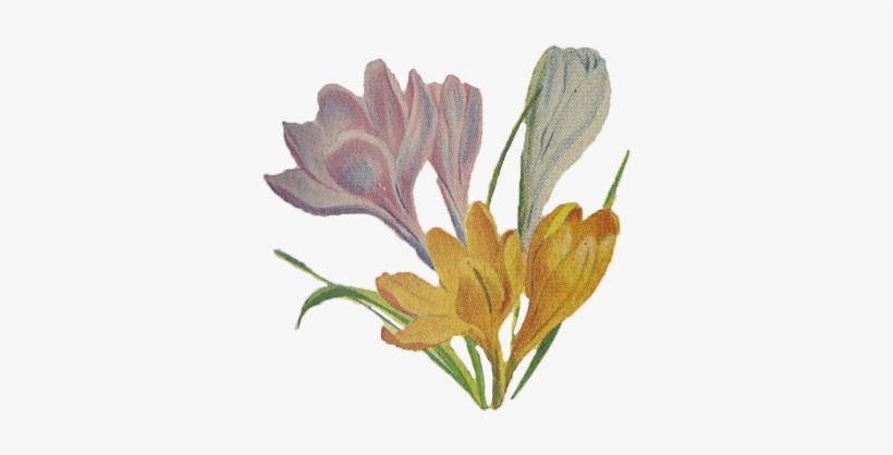 Crocus Png Transparent Images - White, transparent png download