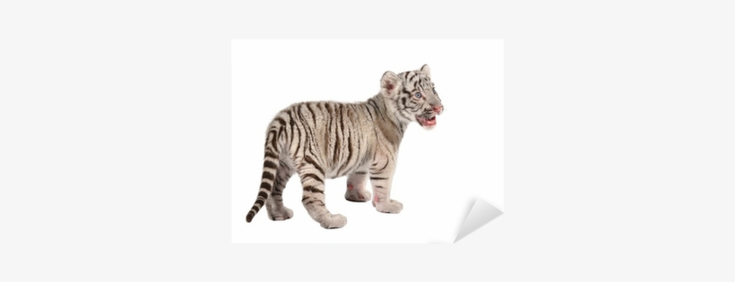 White Tiger Png Baby White Tiger Sticker - White Tiger, transparent png download