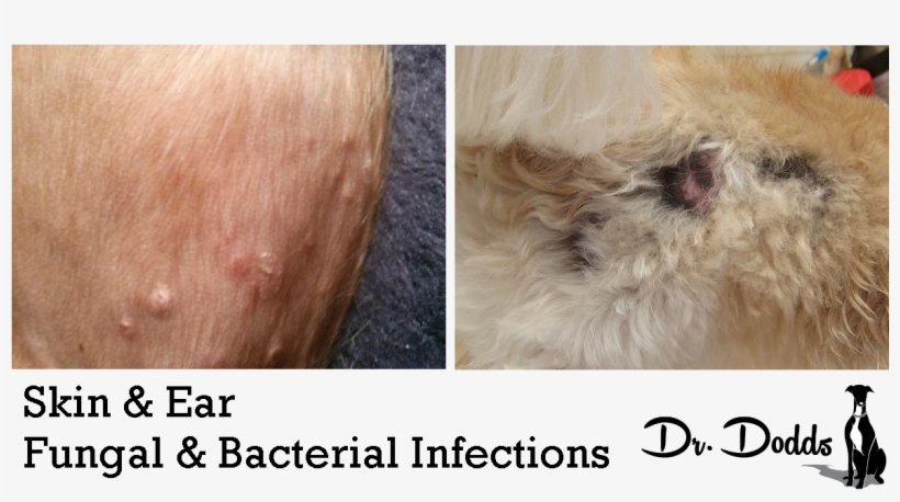 Skin And Ear Bacterial And Yeast Infections On Dogs - Yeast Infection Skin Dogs, transparent png download