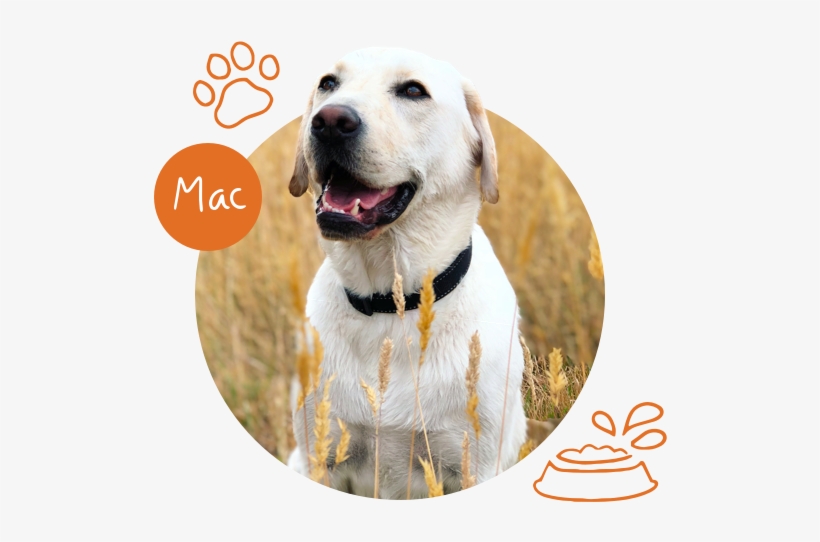 Mac And Mates - Labrador Retriever, transparent png download
