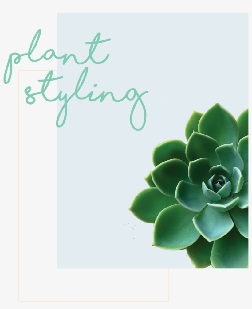 Plant-styling, transparent png download