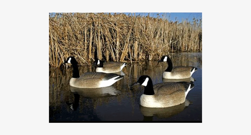 Bigfoot Floating Canada Goose Decoy, Pack Of - Floating Goose Decoys, transparent png download