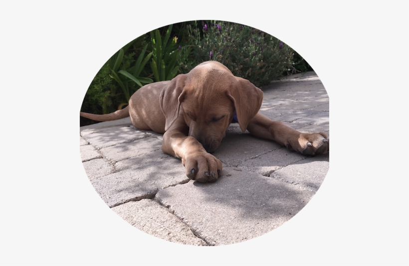Facepalm - Vizsla, transparent png download