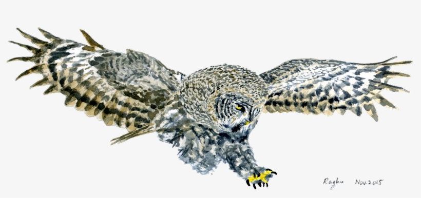 Great Grey Owl Watercolor, transparent png download