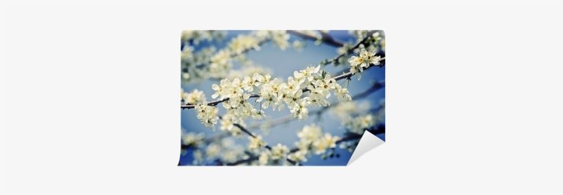 Flower, transparent png download
