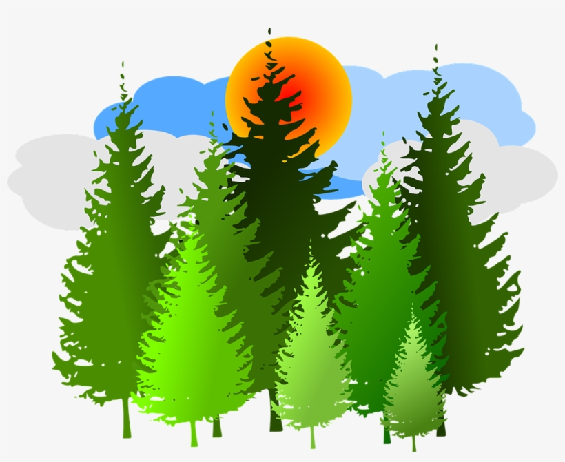 Watercolor Illustration Conifer Fir Tree Pine Cone - Adventures Of Popcorn And Jellybean, transparent png download