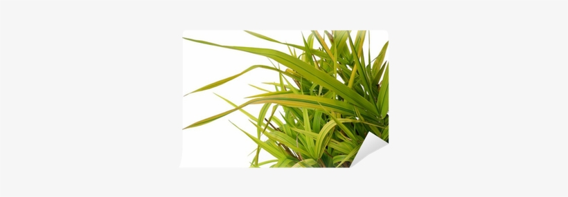 Ornamental Grass Phalaris Arundinacea Arctic Sun Wall - Sweet Grass, transparent png download