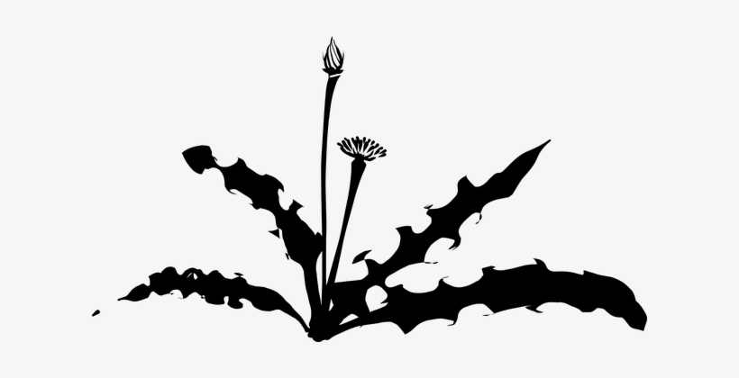 Dandelion, Weed, Plant, Silhouette - Dandelion Silhouette, transparent png download