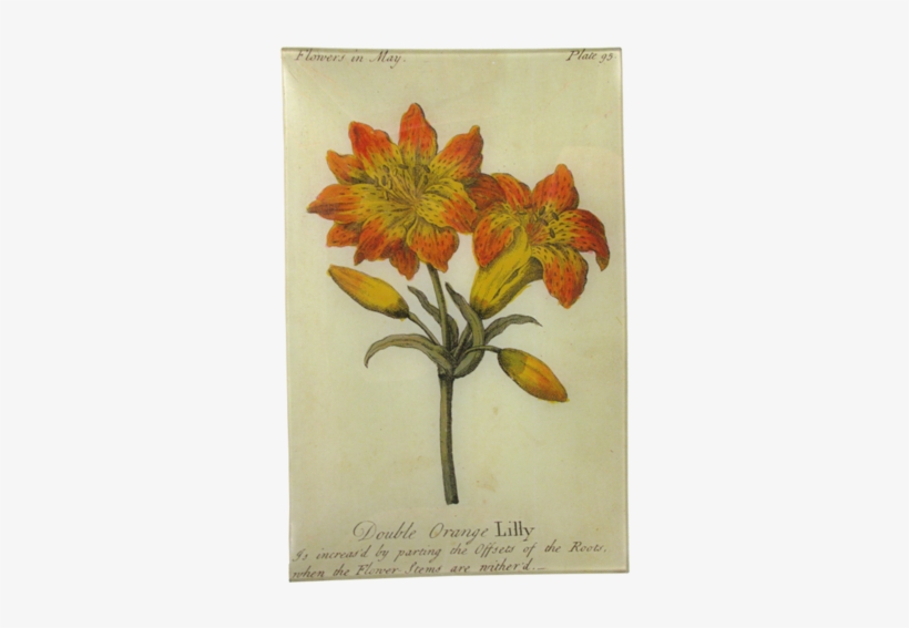Double Orange Lily - Pasqueflower, transparent png download