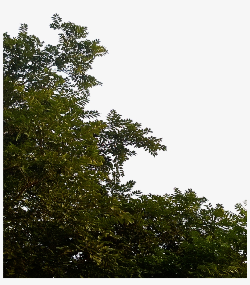 Tree Leaves Png Clipart - Tree Leaves Png, transparent png download