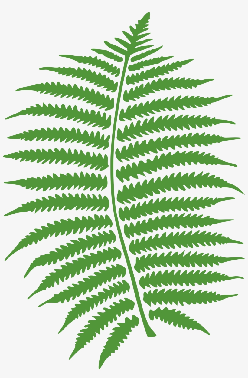 Watercolor Vector Fern - Fern Png, transparent png download