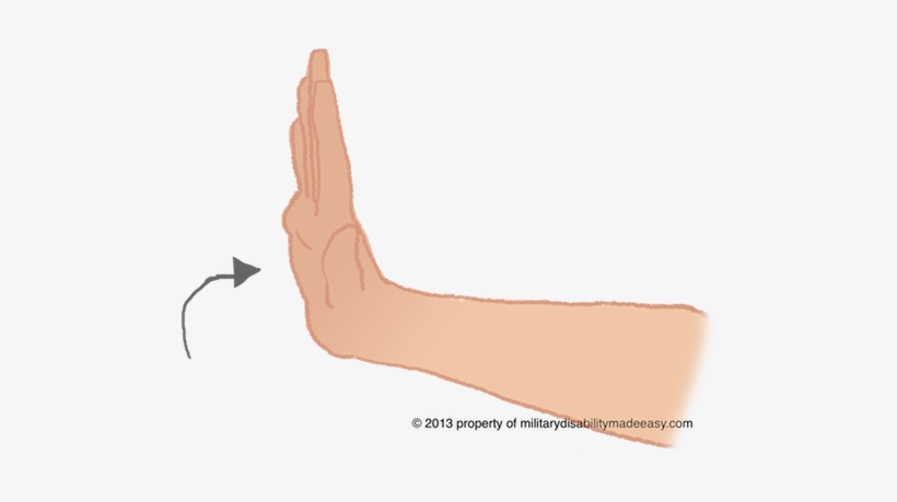 Upper Nerve 17 - Upper Side Of Palm, transparent png download