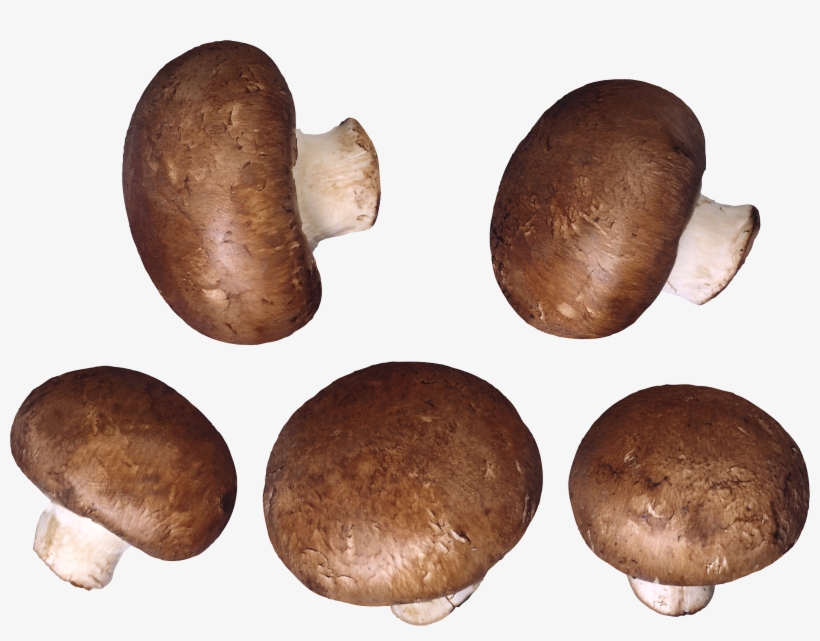 Mushroom Png Image - Mushrooms Transparent Background, transparent png download