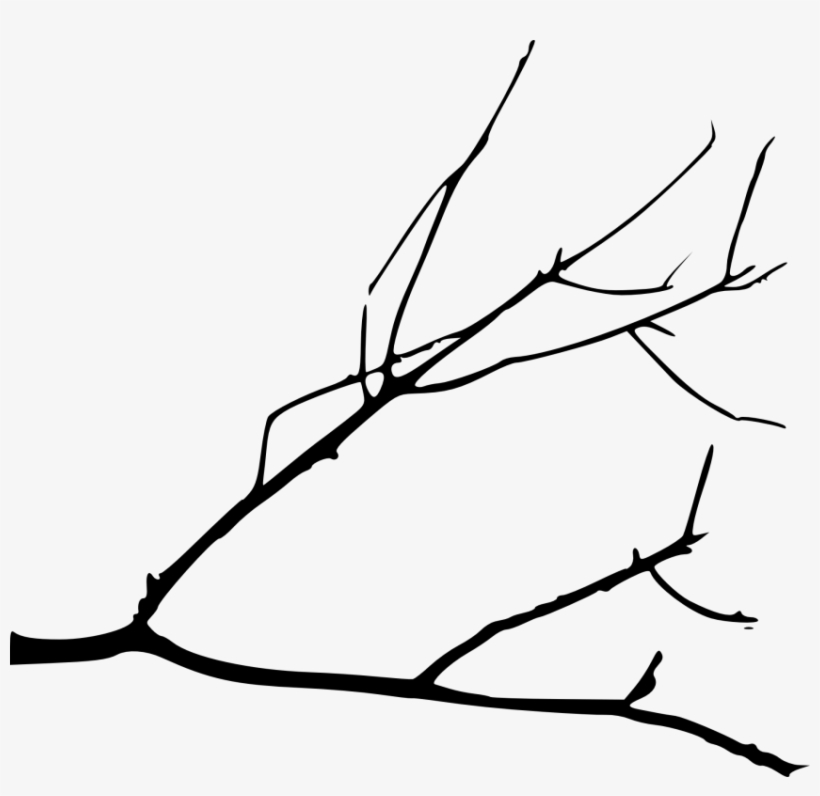 Free Png Simple Tree Branch Png Images Transparent - Drawing Of A Branch, transparent png download