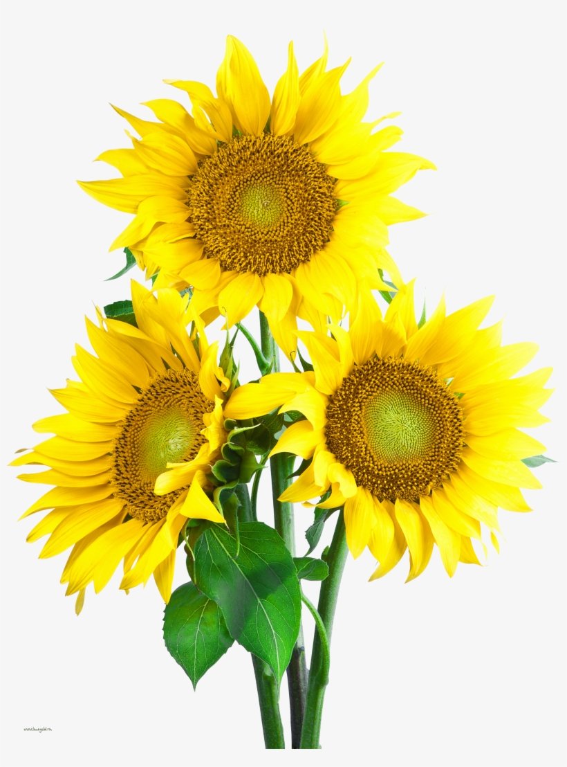 Sun Flower Images Png, transparent png download