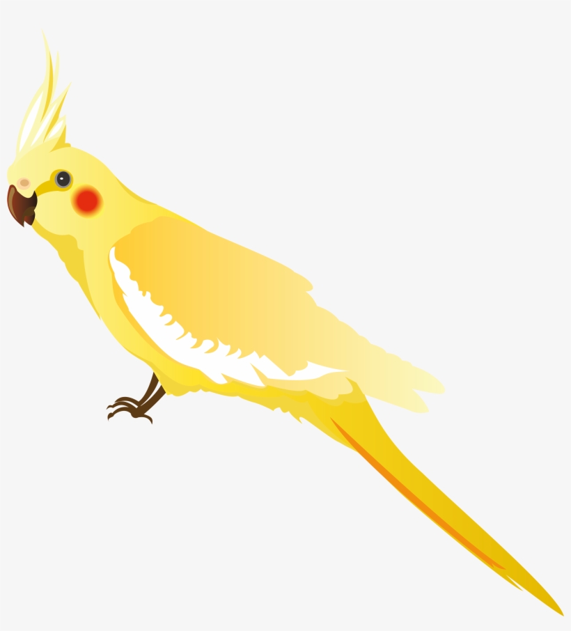 Yellow Parrot Png Clipart - Teth, transparent png download
