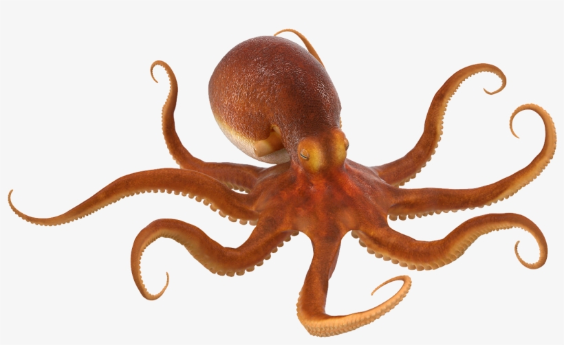 Octopus Png, transparent png download