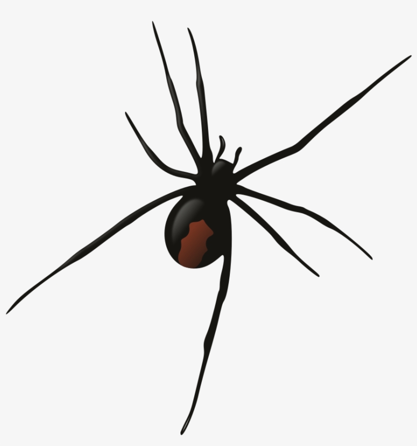 Female Redback Spider - Redback Spider Silhouette Png, transparent png download
