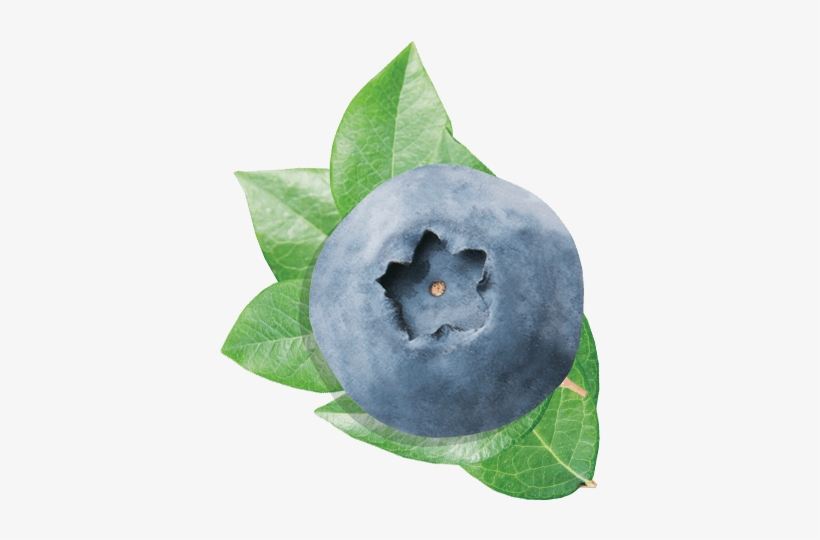 Blueberry Blueberry - Blueberry, transparent png download