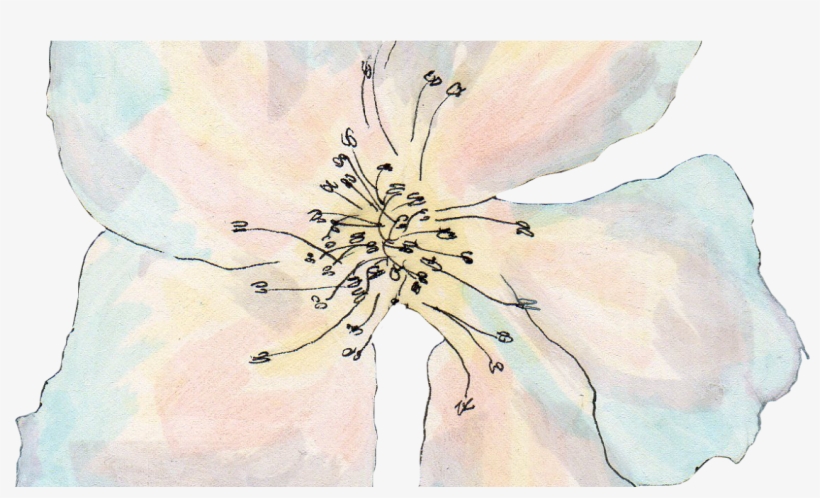 Lily, transparent png download