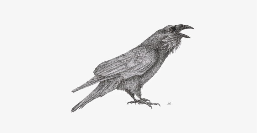 2nd September - Raven Drawing Transparent, transparent png download