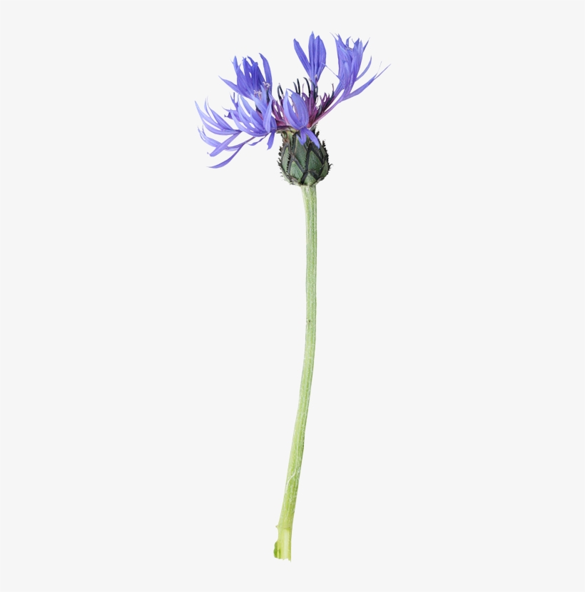 Cornflower Drawing Watercolor Image Library Library - Painting, transparent png download