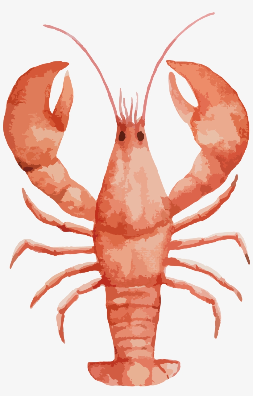 Painting Seafood Drawing Painted - Lobster Watercolor Transparent PNG