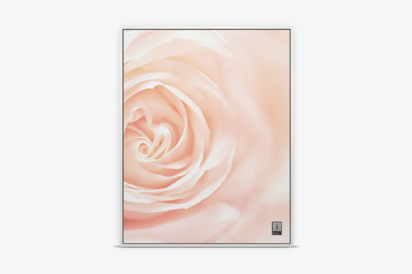 Iball Frame Speakers Frame Speaker - One Pink Rose Ebook, transparent png download