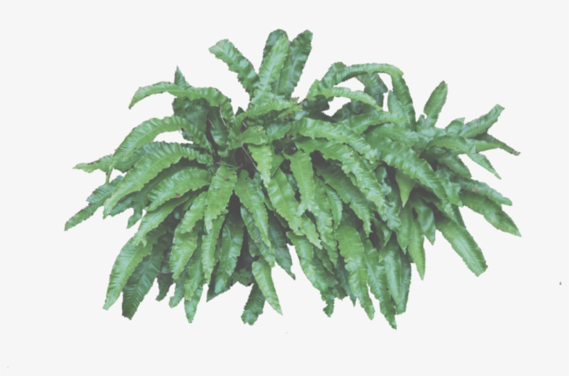 Leafy Bush Png By Alz Stock And Art - Flower, transparent png download