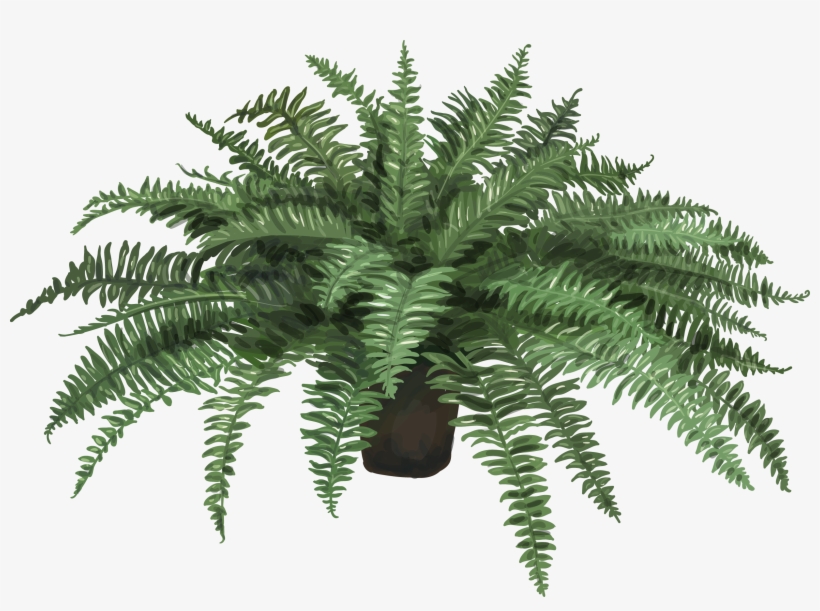 Nephrolepis Exaltata Fern Plant Leaf Artificial Flower - Hand Drawn Fern Plant, transparent png download