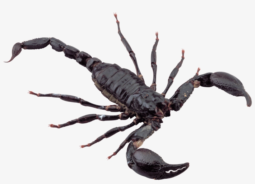 Black Scorpion - Black Scorpion Png, transparent png download