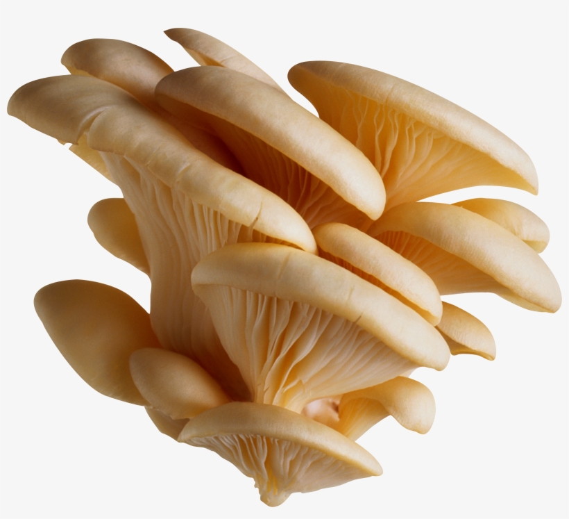 White Oyster Mushroom Png, transparent png download