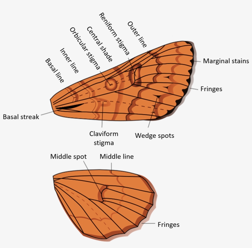 48, 30 March 2017 - Thumbnail, transparent png download