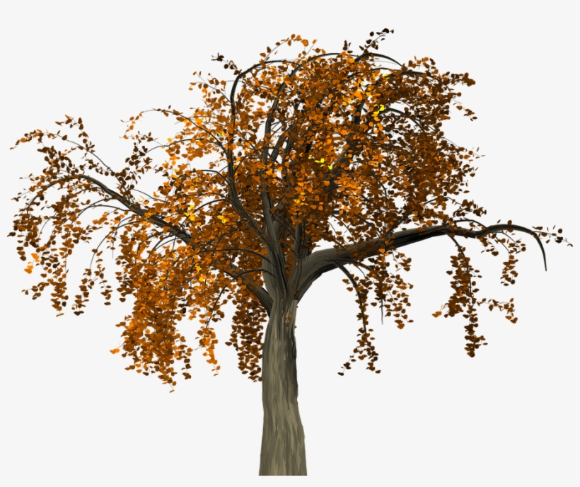 Fall Tree Branch Png - Alberi Autunno Png, transparent png download