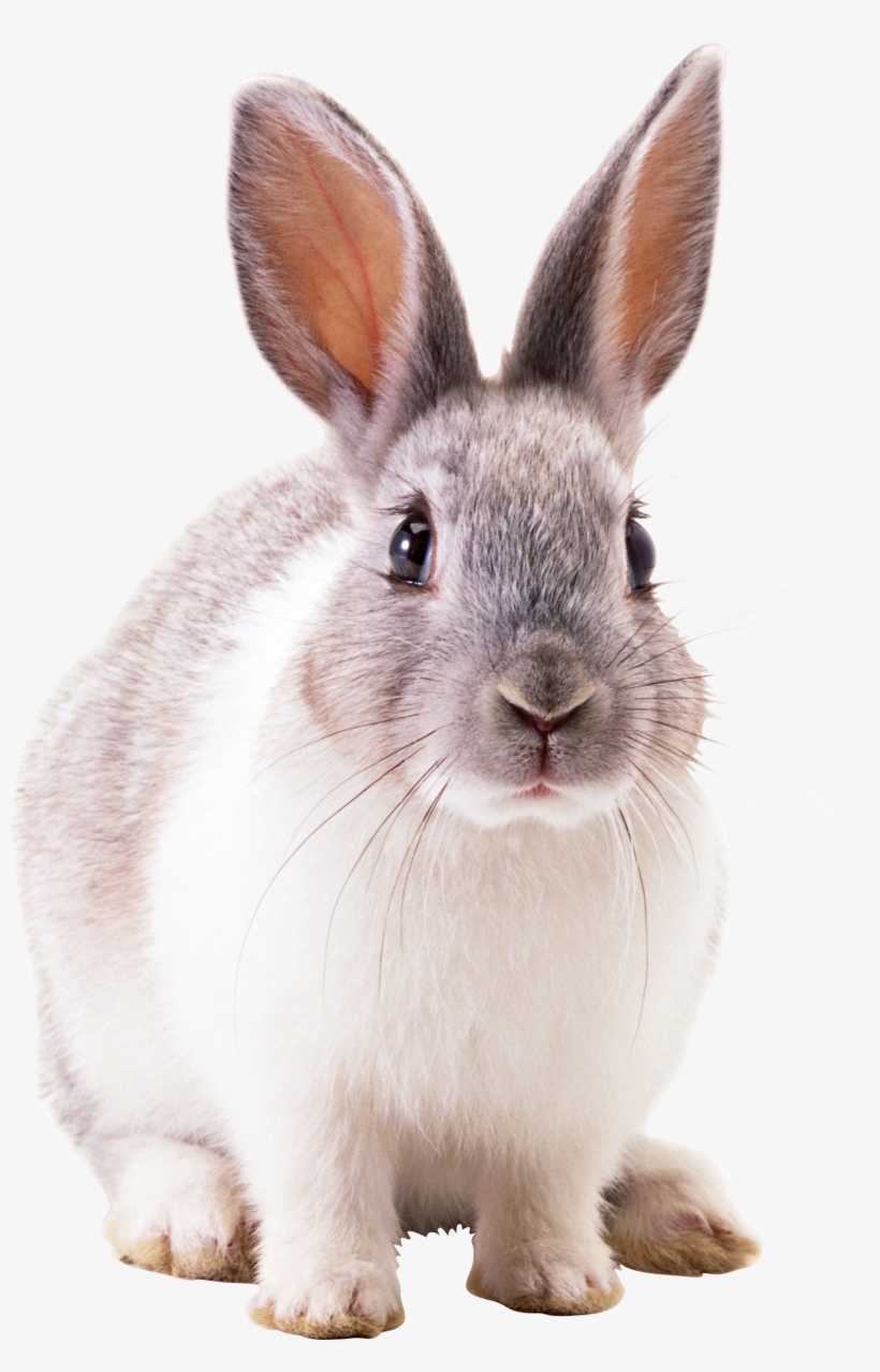 Rabbit Png Image - Rabbit Png, transparent png download