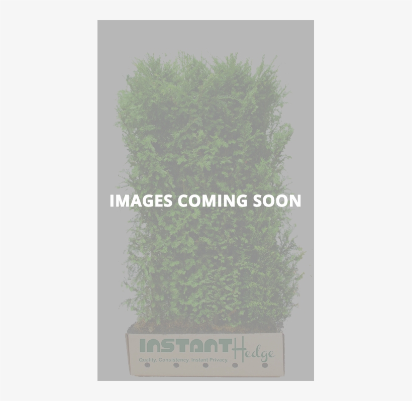 Click To See More - Quickhedge Taxus Baccata - Venijnboom 100x180 Cm., transparent png download