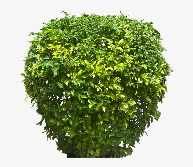 Plant On Transparent Background, transparent png download
