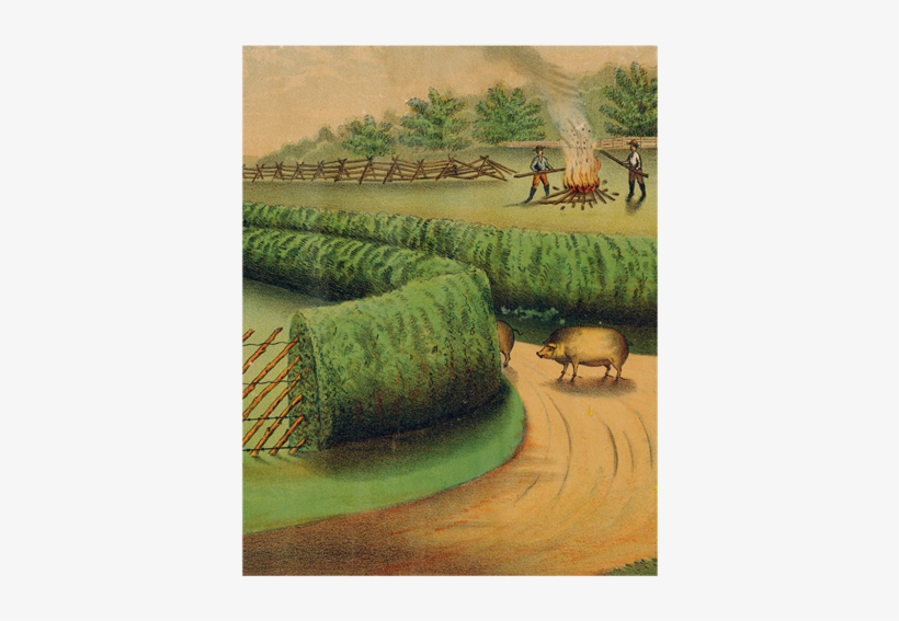 Live Hedge - Field, transparent png download