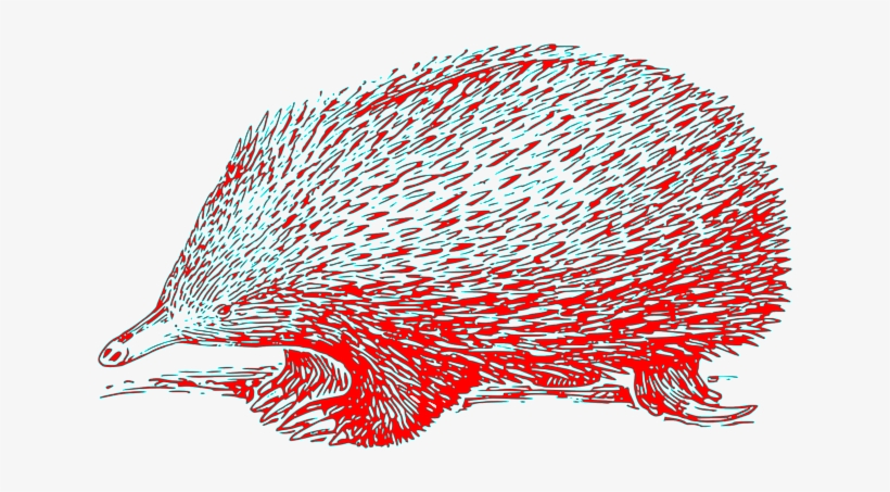 Red, Hog, Hedge - Echidna Clipart, transparent png download