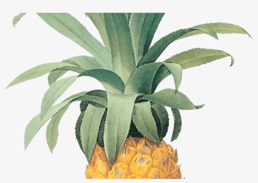 Clipart Flower Pineapple, Clipart Flower Pineapple - Pineapple Botanical, transparent png download