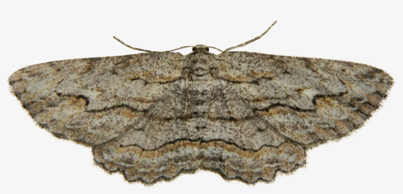 Moth Png Photo - Beige, transparent png download