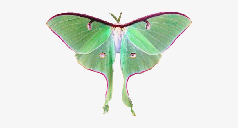 Luna Moth Fairy - Moth Png, transparent png download