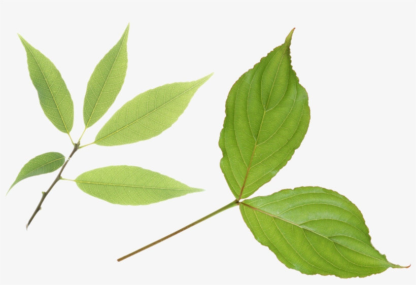 Diana Cabrera On The Desktop - Лист Бамбука Пнг, transparent png download