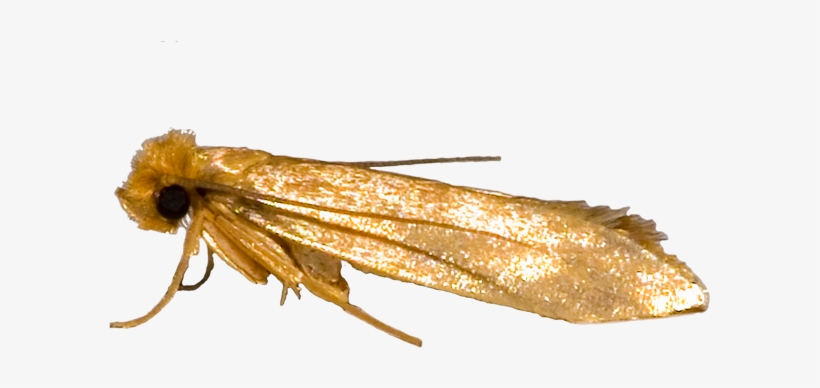 Clothes Moth Or Clothing Moth - Clothes Moth Png, transparent png download