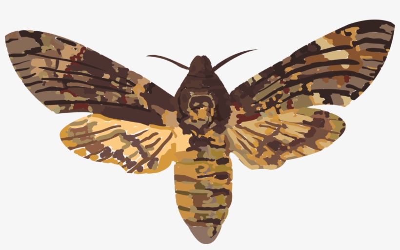 African Death's Head Hawkmoth Hawk Moths Elephant Hawk-moth - Death's Head Hawk Moth Uk, transparent png download