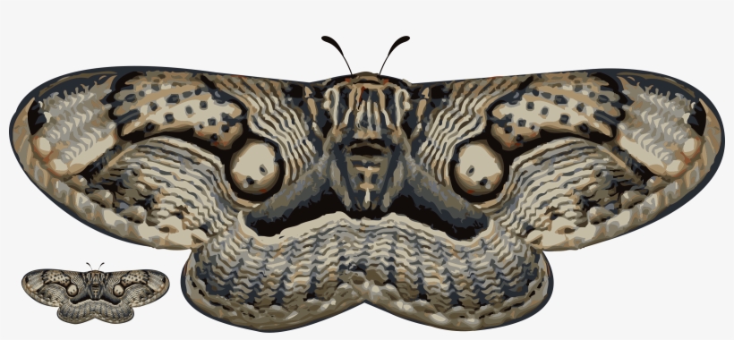 Moth - Moth Wing Tea By Dennis Cruz, transparent png download